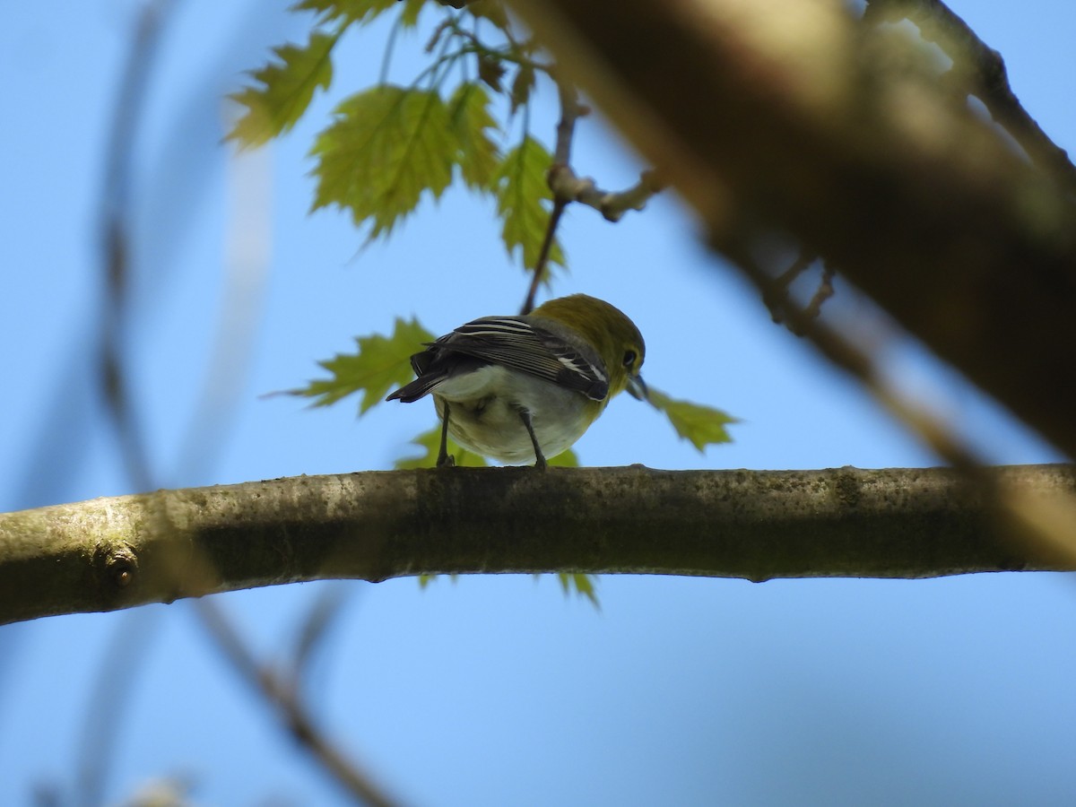 Yellow-throated Vireo - ML618784302