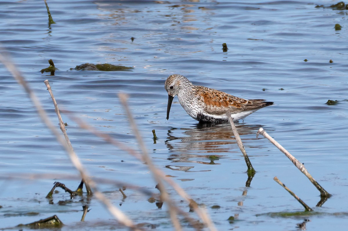 Dunlin - Gustino Lanese