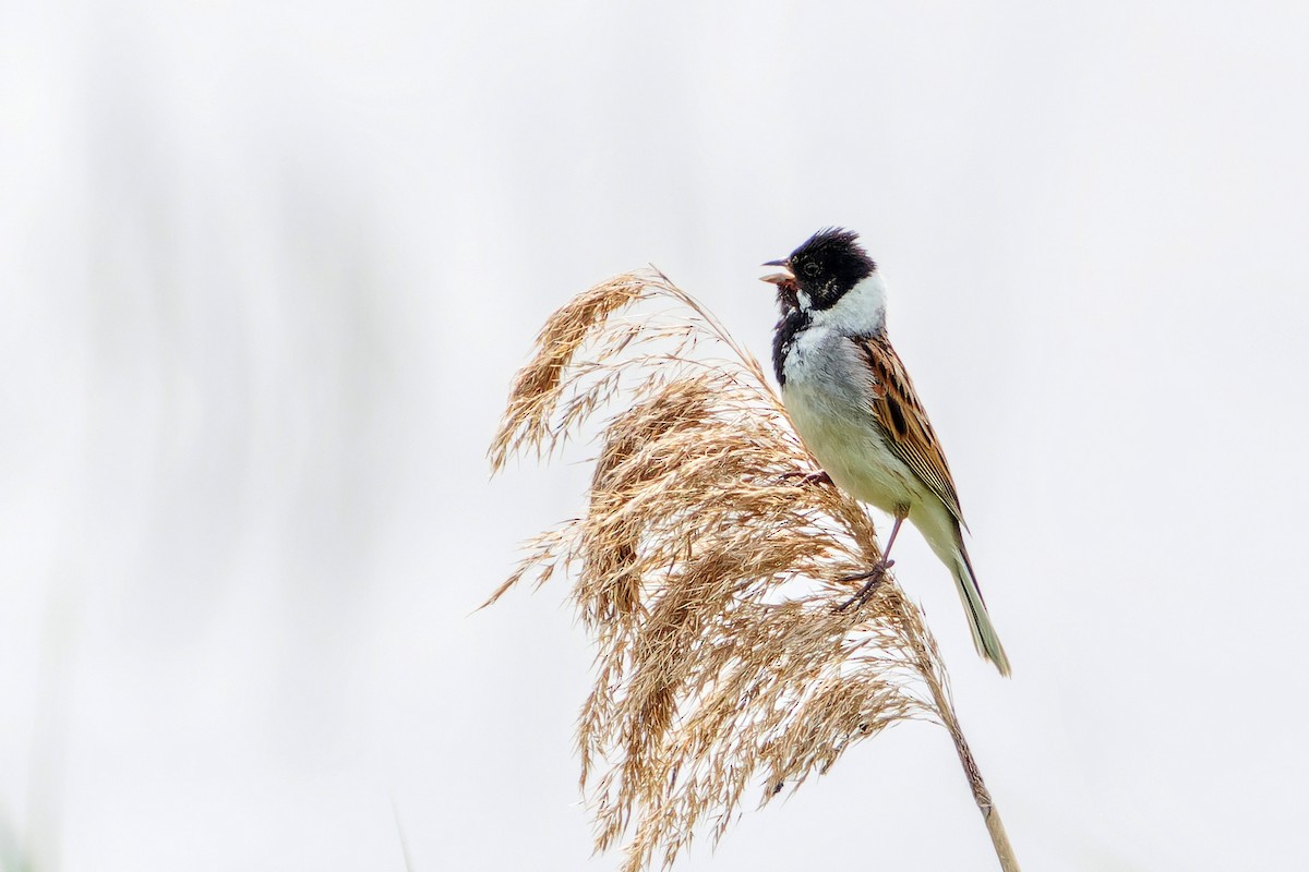 Reed Bunting - ML618784337