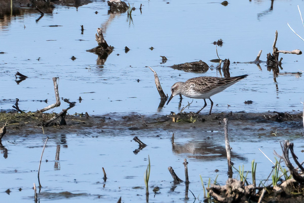 White-rumped Sandpiper - Gustino Lanese