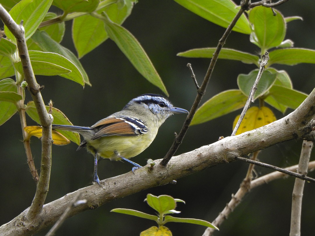 Rufous-margined Antwren - Alido junior