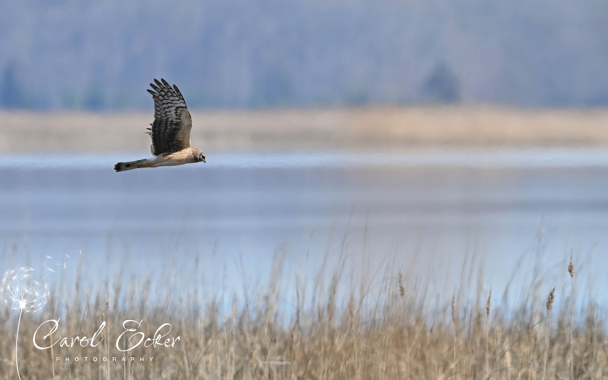 Northern Harrier - Carol Ecker