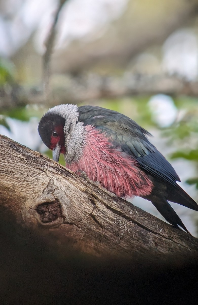 Lewis's Woodpecker - ML618784376