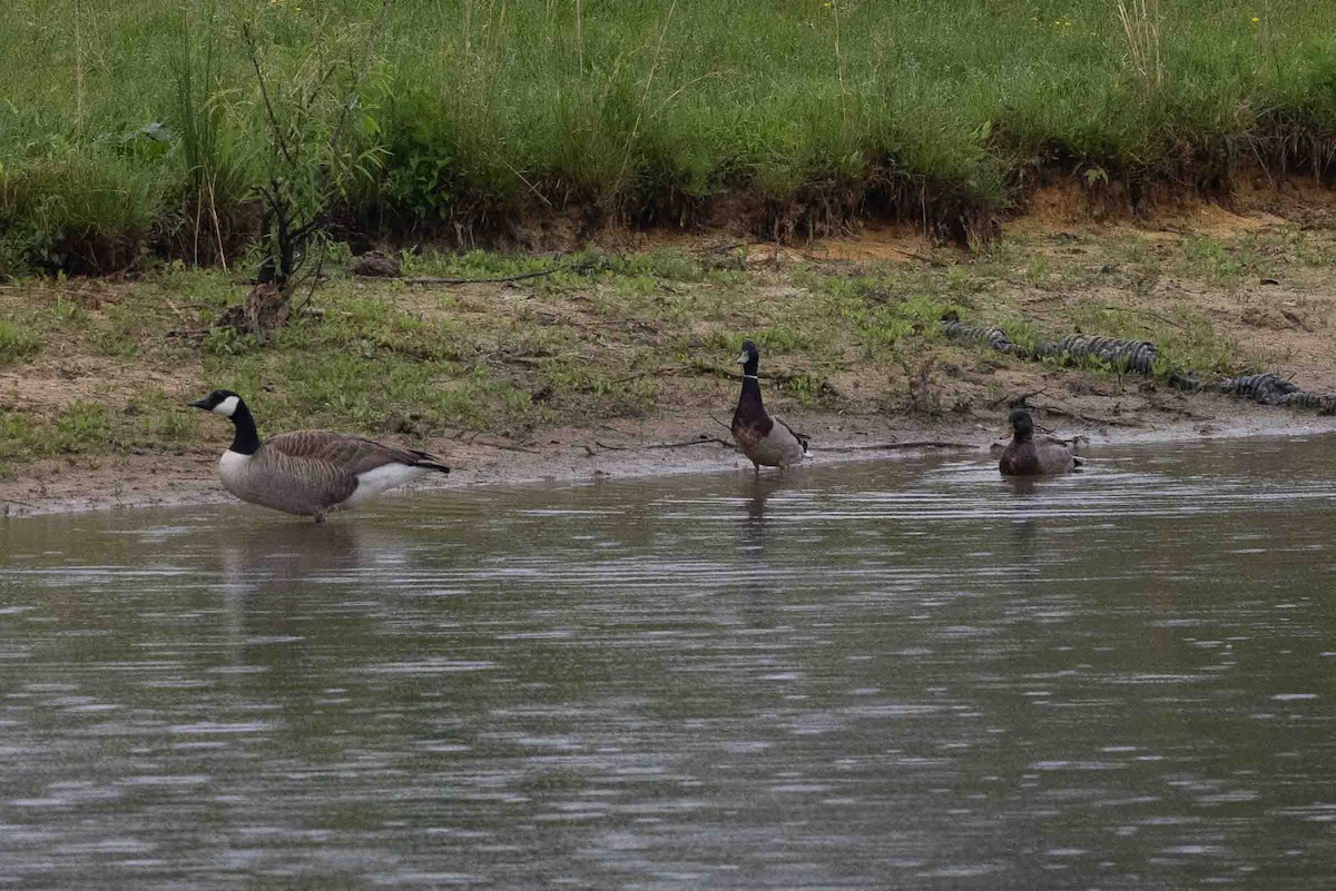 Canada Goose - Ann Van Sant