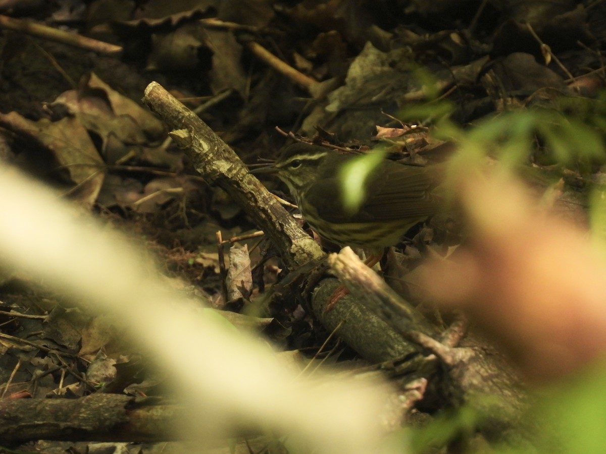 Louisiana Waterthrush - John McKay