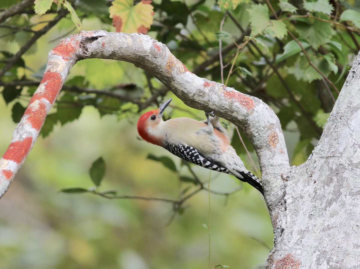 Red-bellied Woodpecker - Jamie Adams
