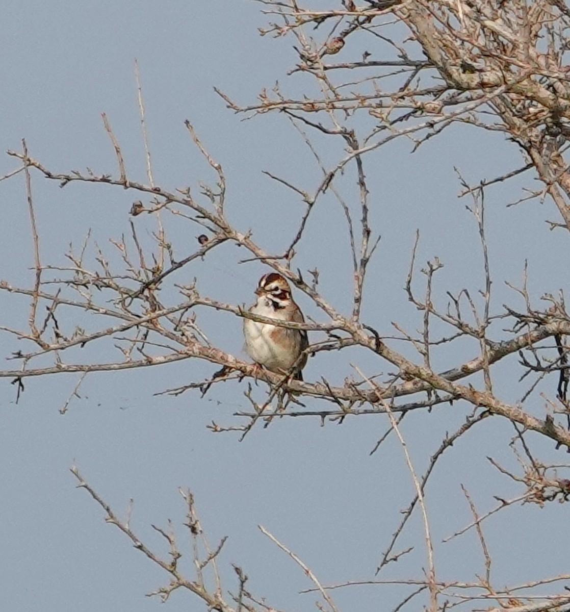 Lark Sparrow - ML618784418