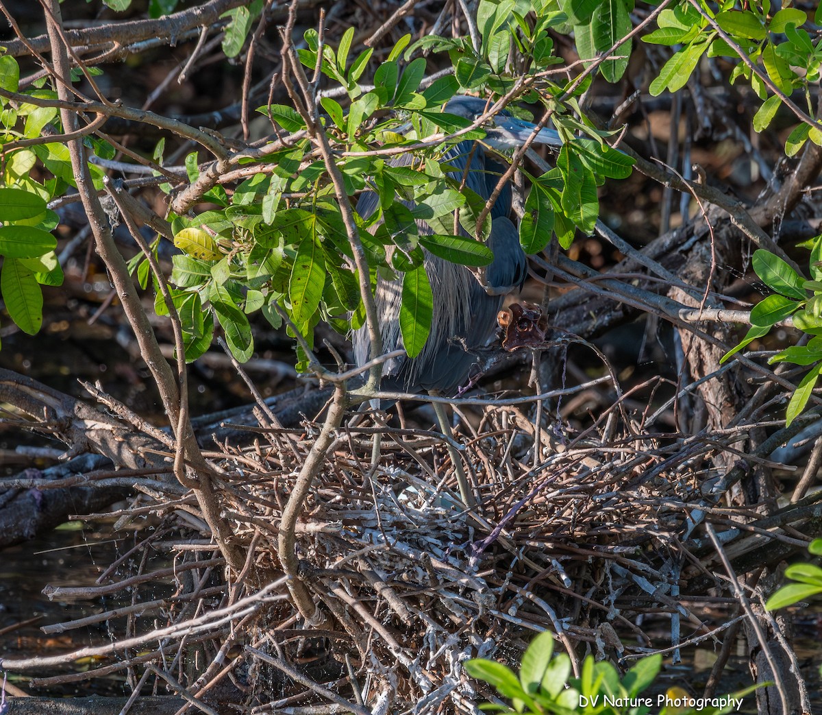 Tricolored Heron - Dennis Horn