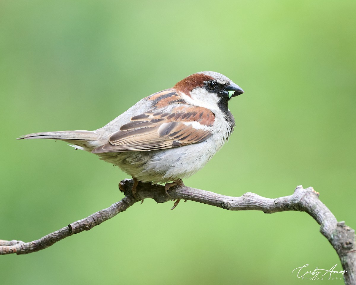 House Sparrow - Corby Amos