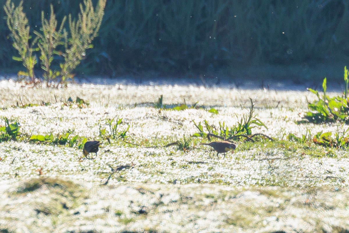 Yellow-headed Blackbird - A Nick