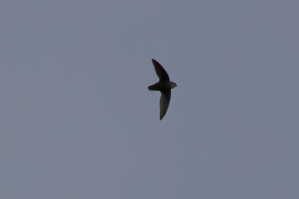 Chimney Swift - Cindy Skidgel