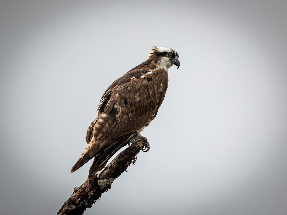 Osprey - ML618784449