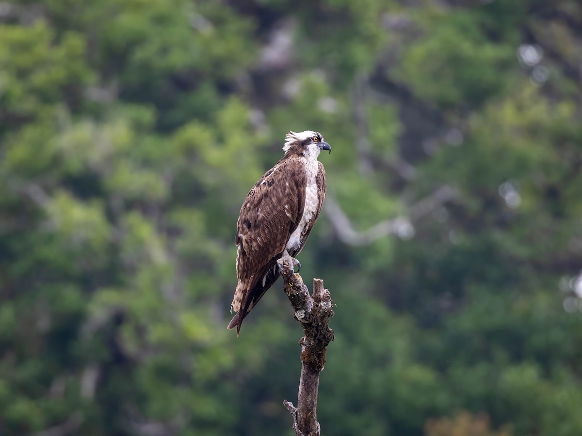 Osprey - Sean Sparrow