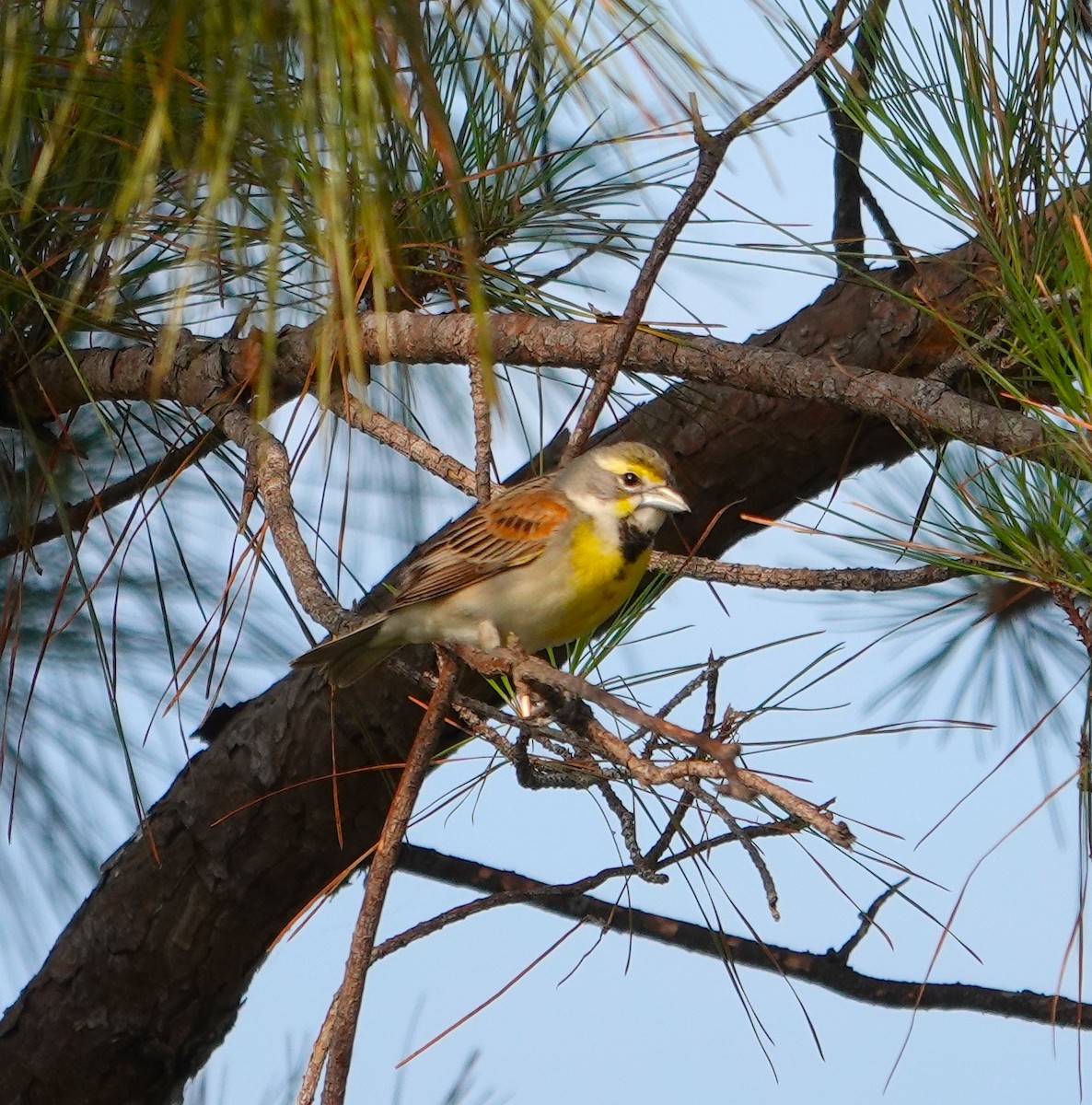 Dickcissel - Steve Rogow