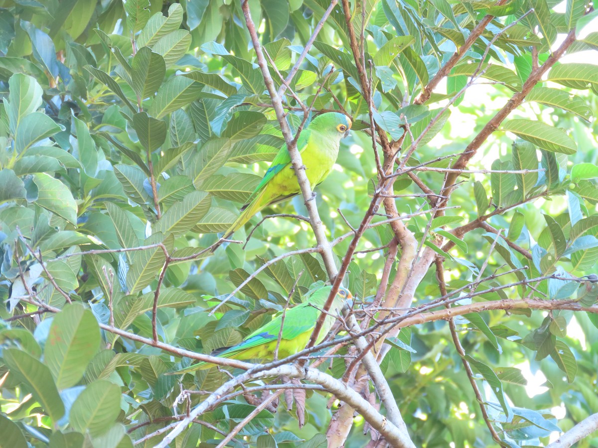 Peach-fronted Parakeet - Márcio Alves Cardoso