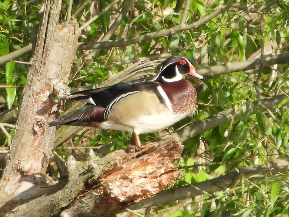 Wood Duck - Troy and Dawn Mast