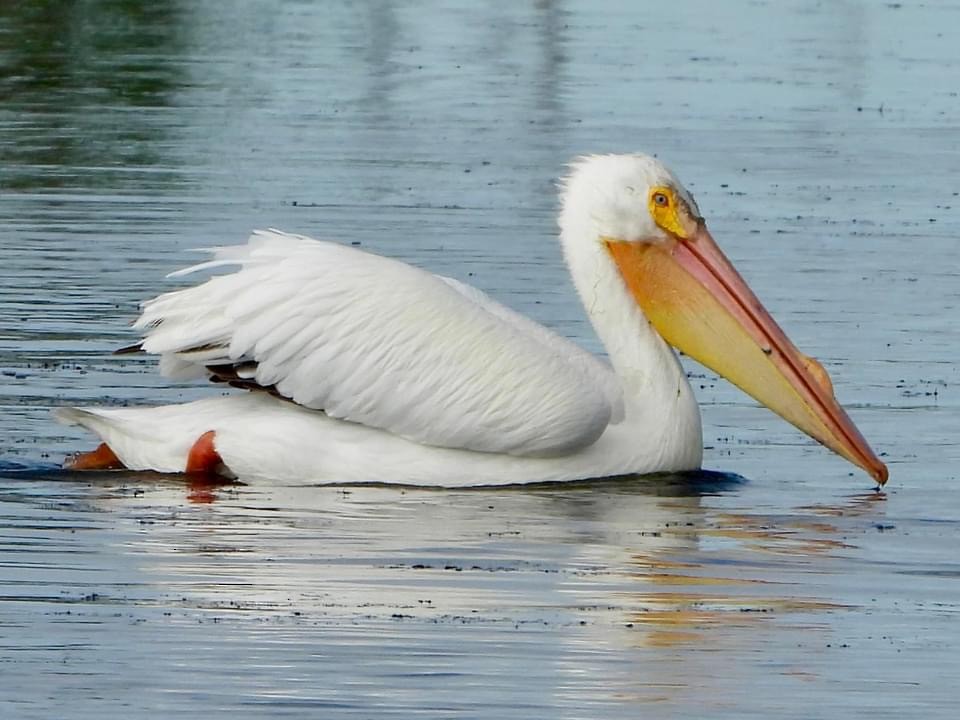 American White Pelican - Troy and Dawn Mast