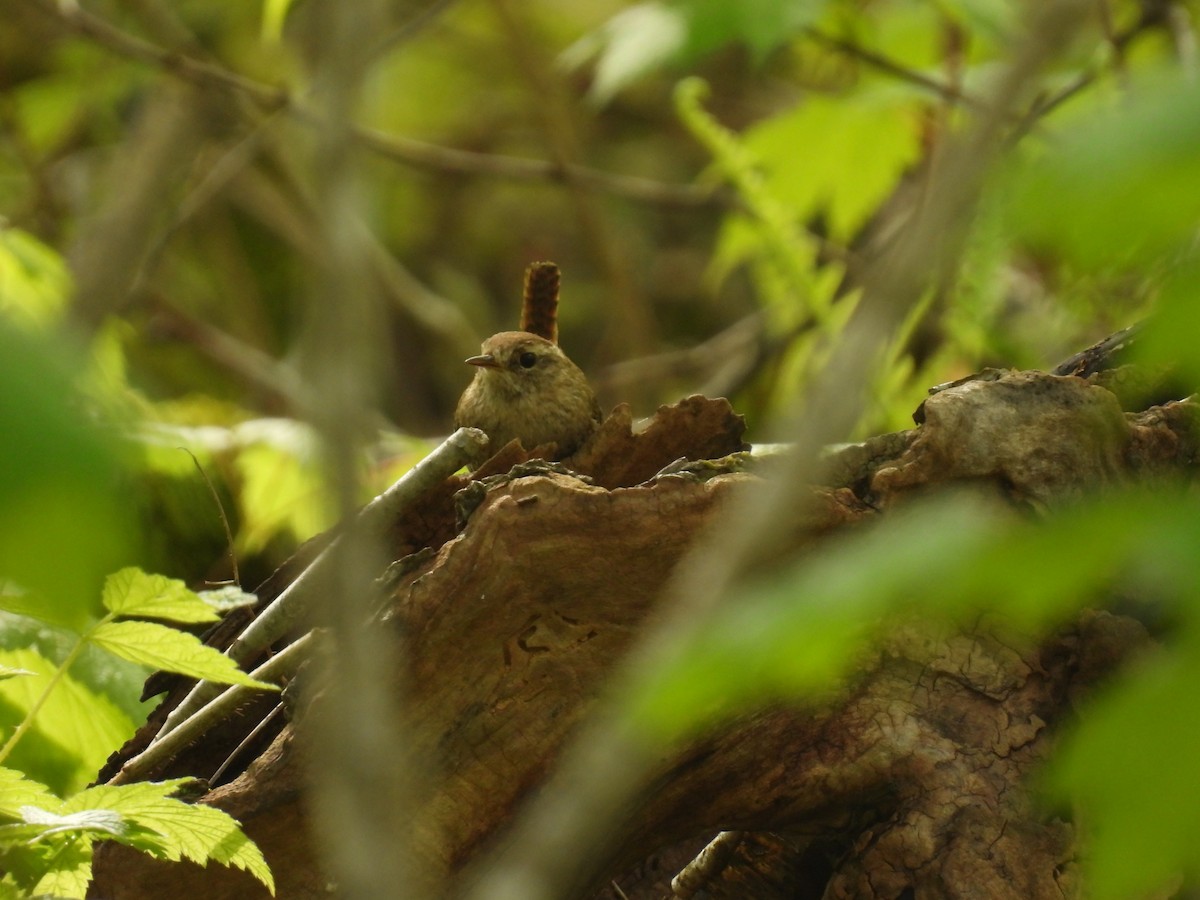 Winter Wren - John McKay