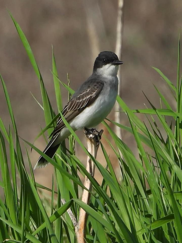 Eastern Kingbird - ML618784506