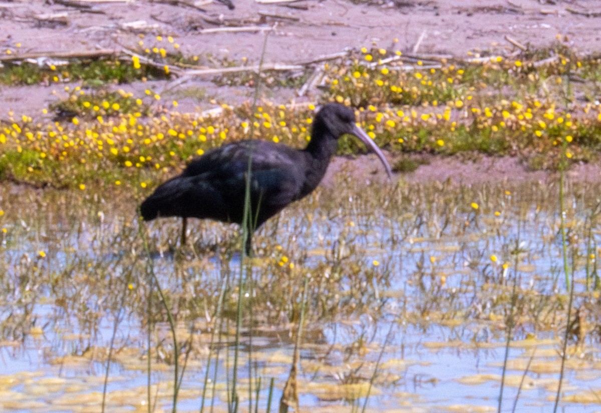 Puna Ibis - ML618784507