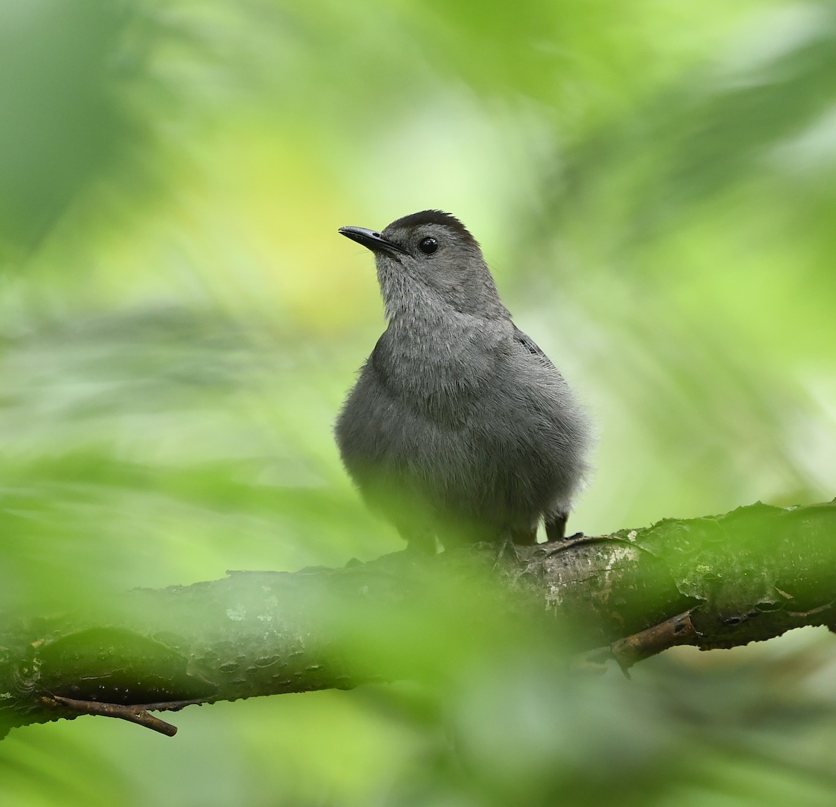 Gray Catbird - ML61878451