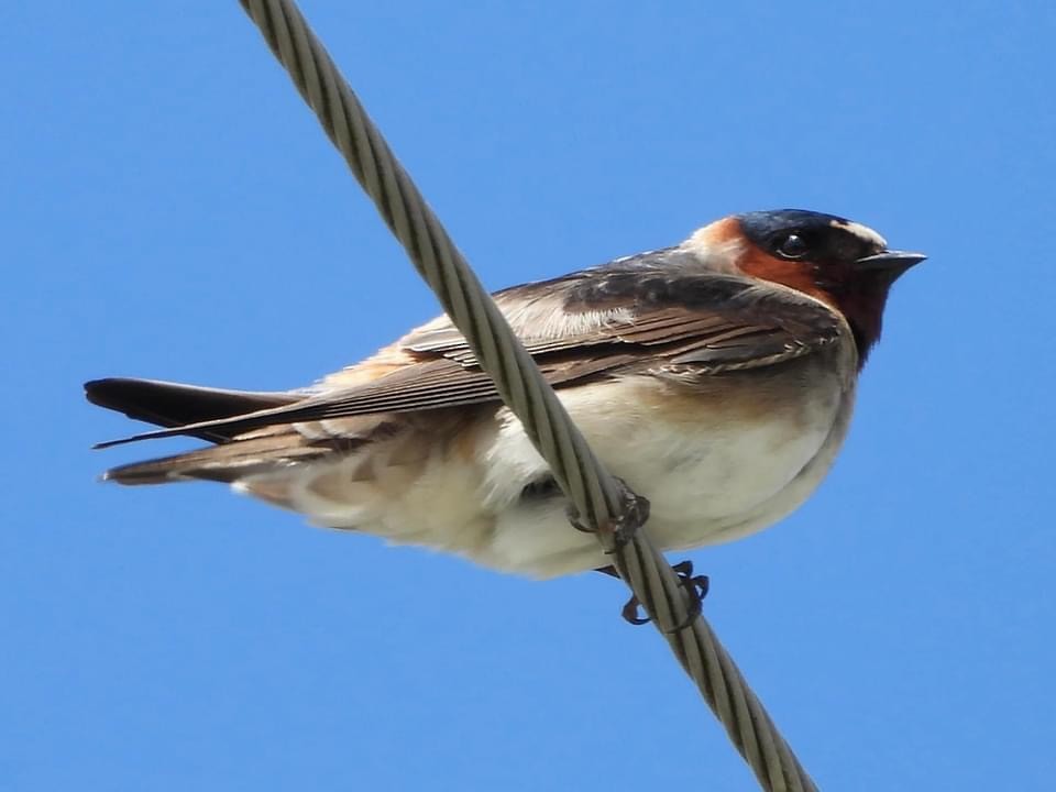 Cliff Swallow - Troy and Dawn Mast