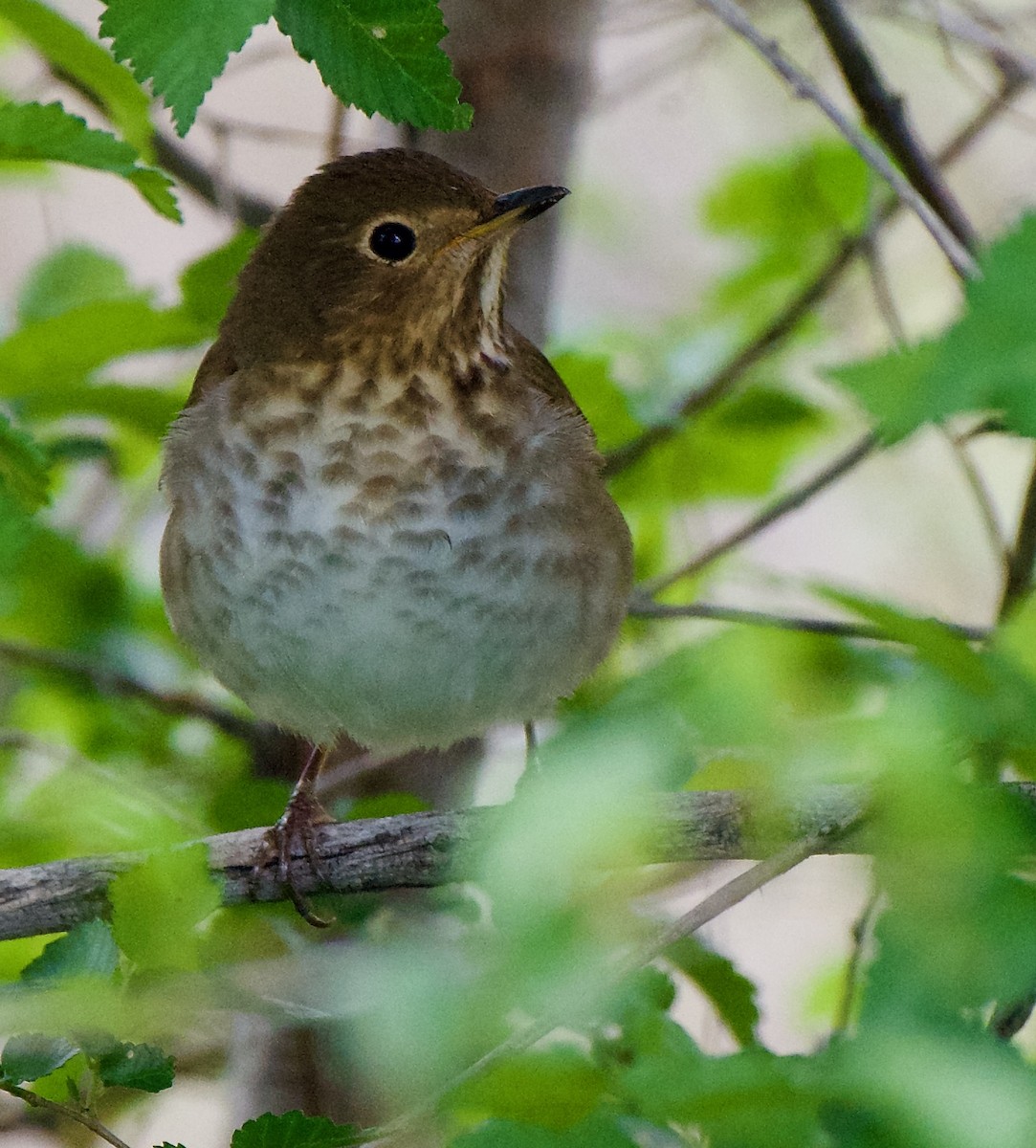 Swainson's Thrush - Trey Rogers