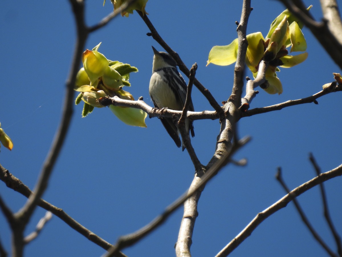 Cerulean Warbler - John McKay