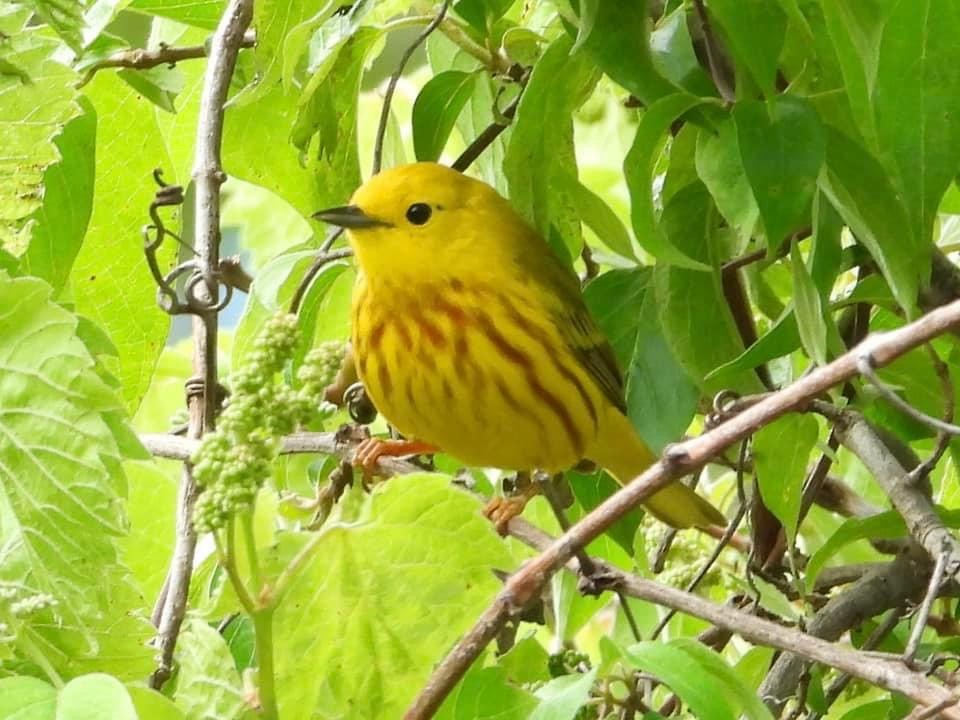 Yellow Warbler - Troy and Dawn Mast
