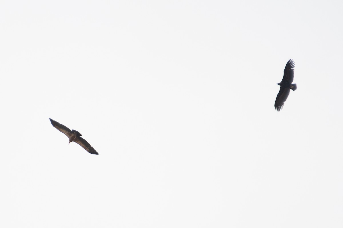 Cinereous Vulture - Ana Amaral