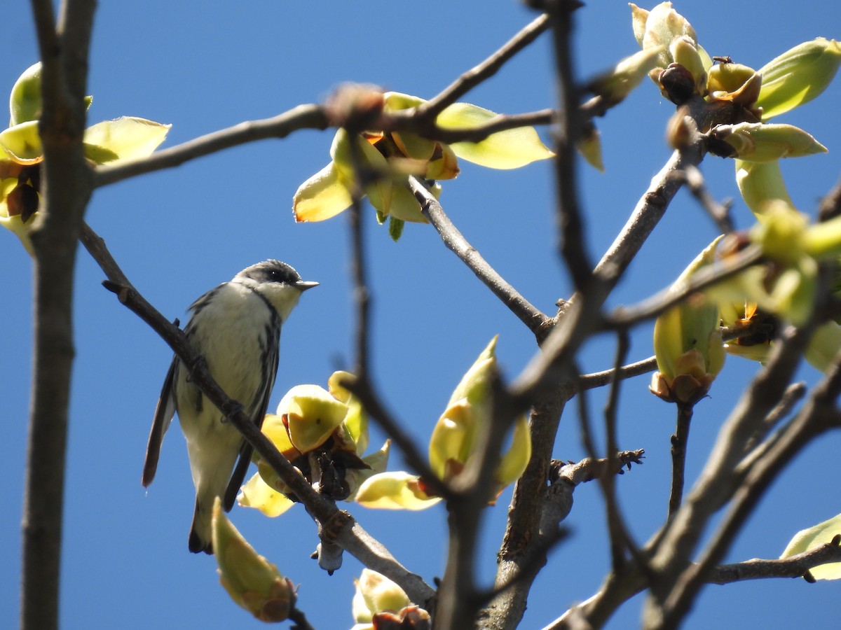 Cerulean Warbler - John McKay