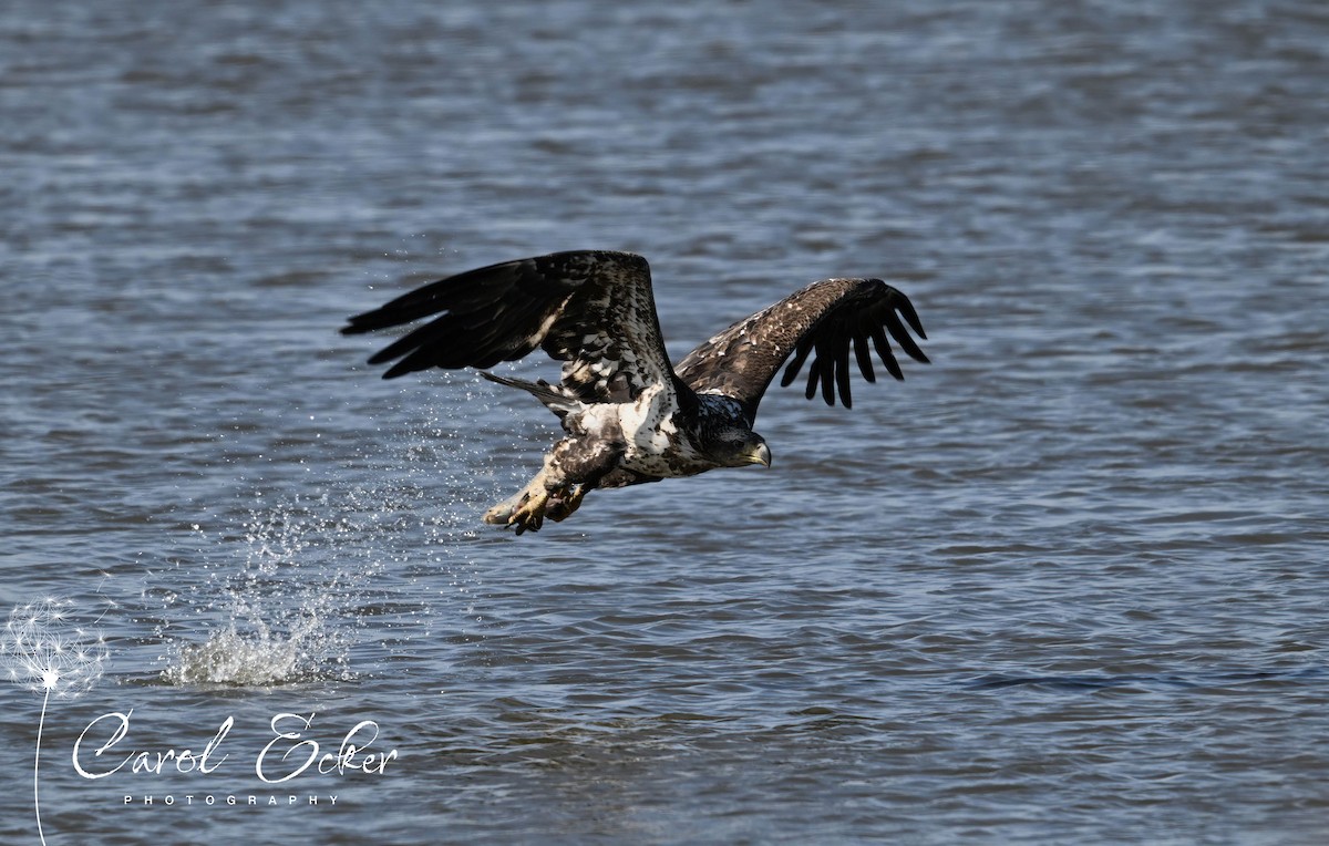 Bald Eagle - Carol Ecker