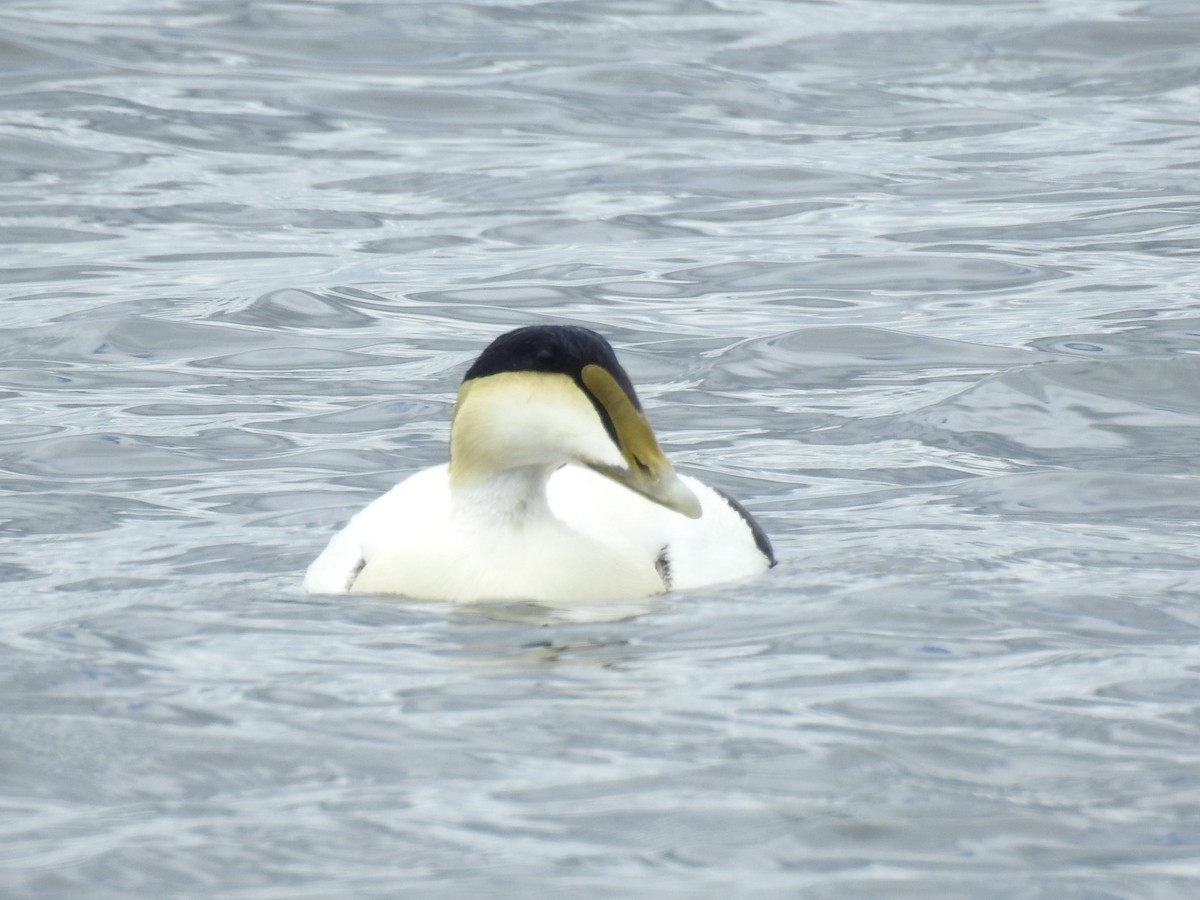 Common Eider - Dennis S Main