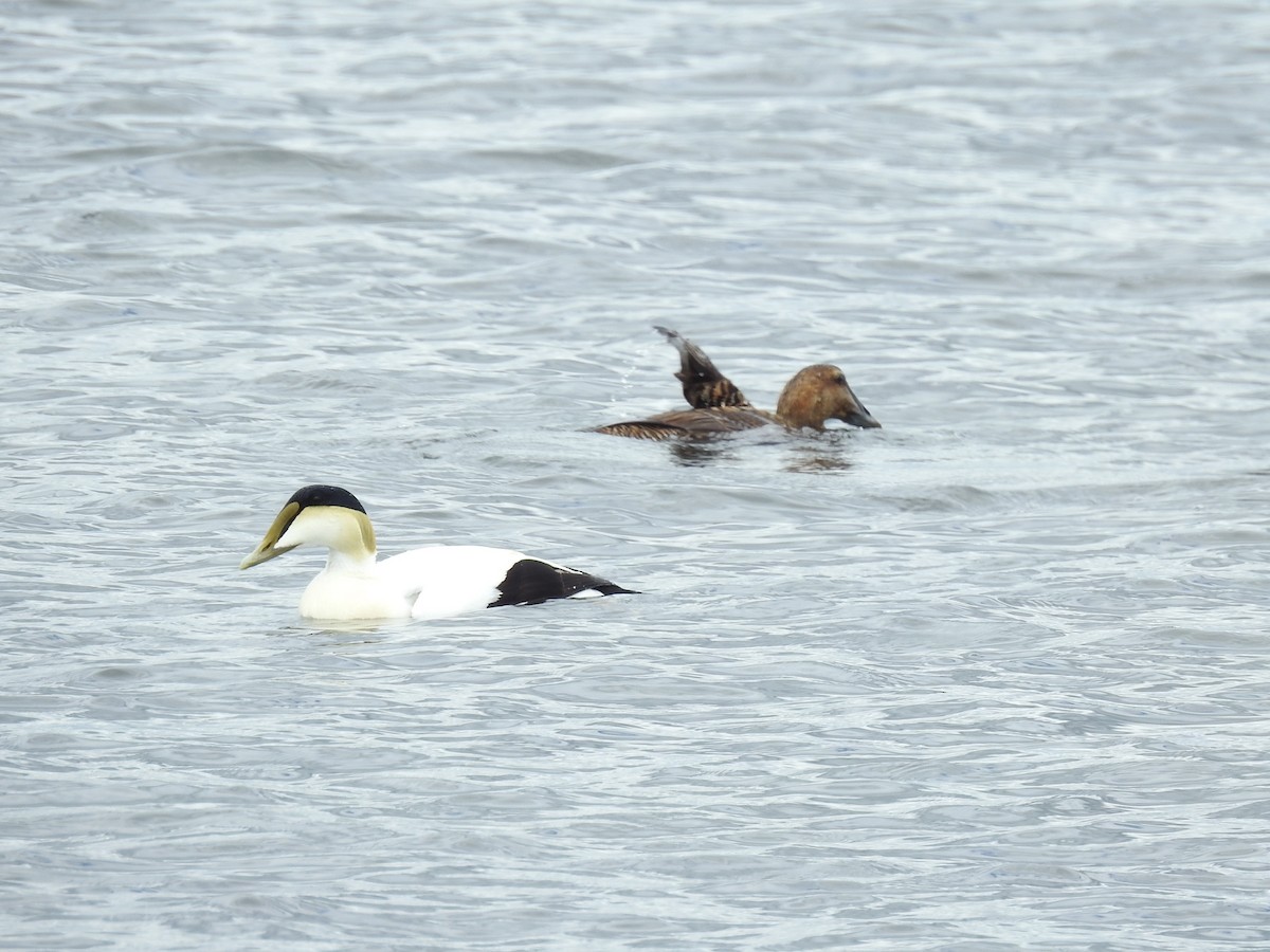 Common Eider - Dennis S Main