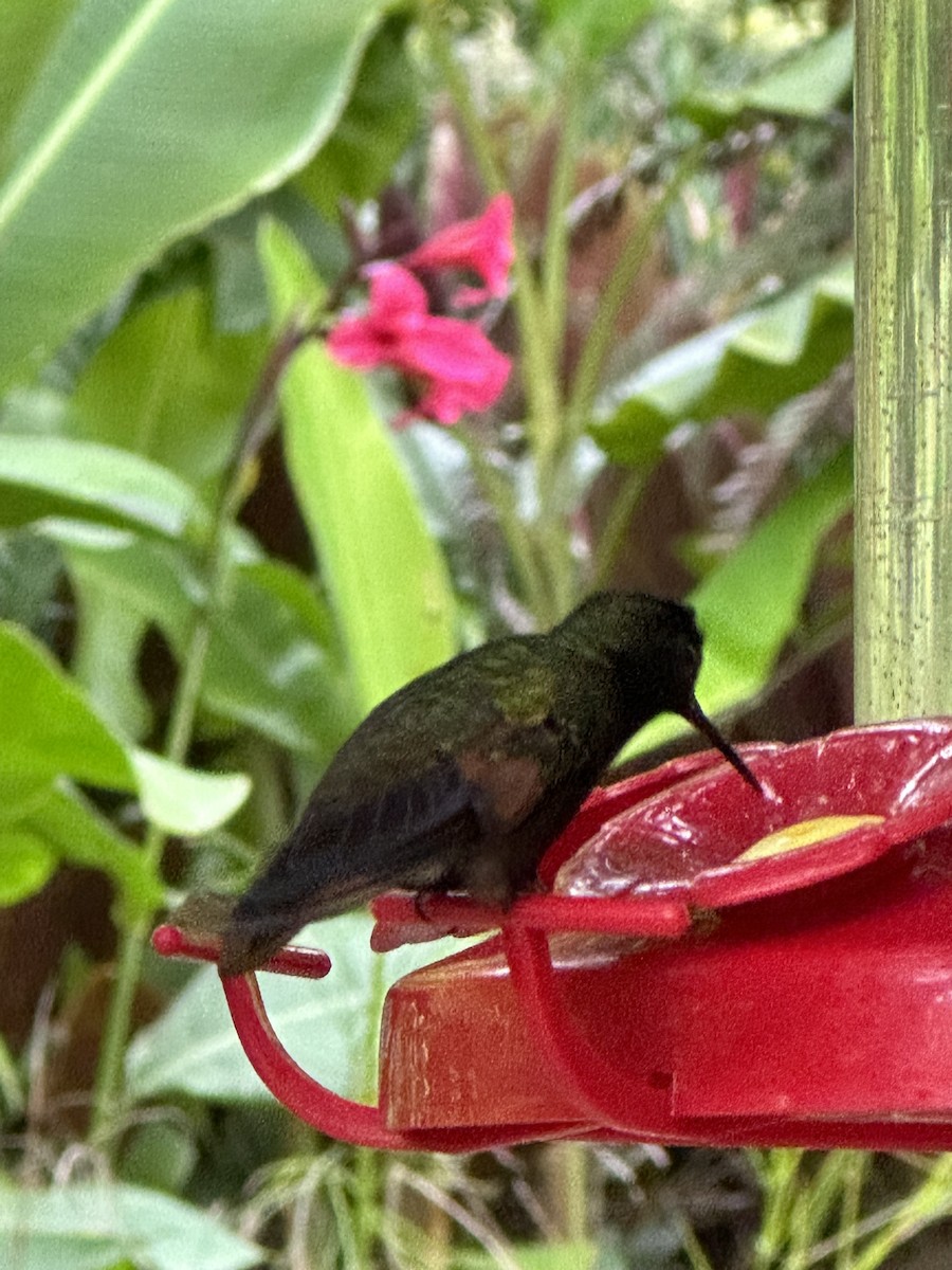 Colibrí Ventrinegro - ML618784564