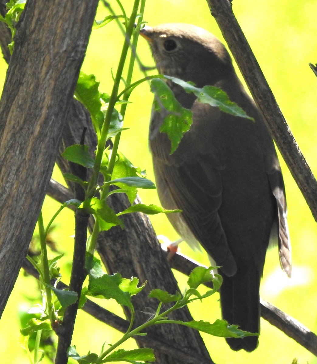 Gray-cheeked Thrush - ML618784570