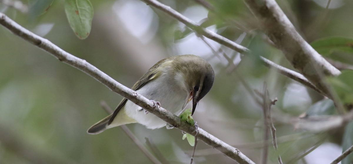 Red-eyed Vireo - Jamie Adams