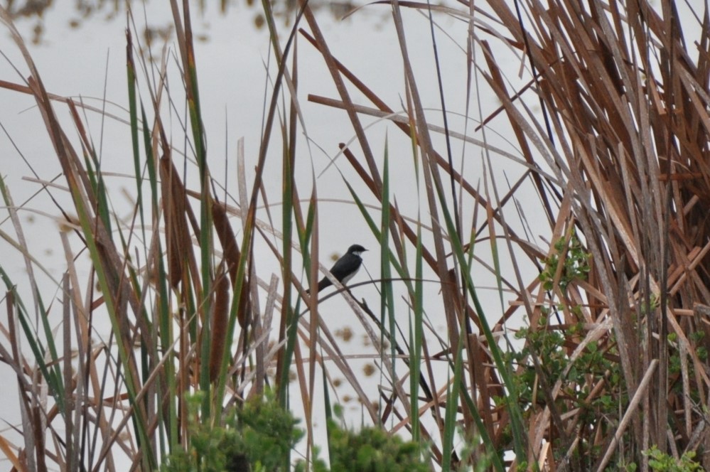 White-throated Swallow - ML618784645