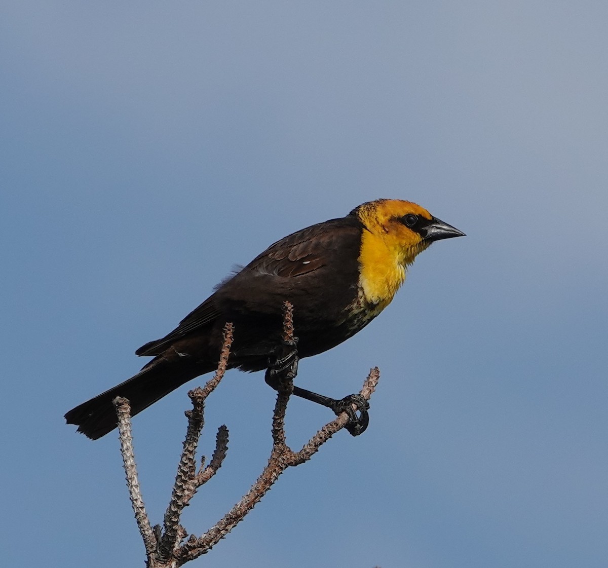 Yellow-headed Blackbird - ML618784650