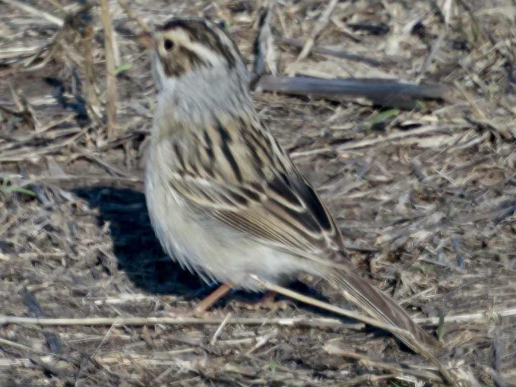 Clay-colored Sparrow - ML618784666