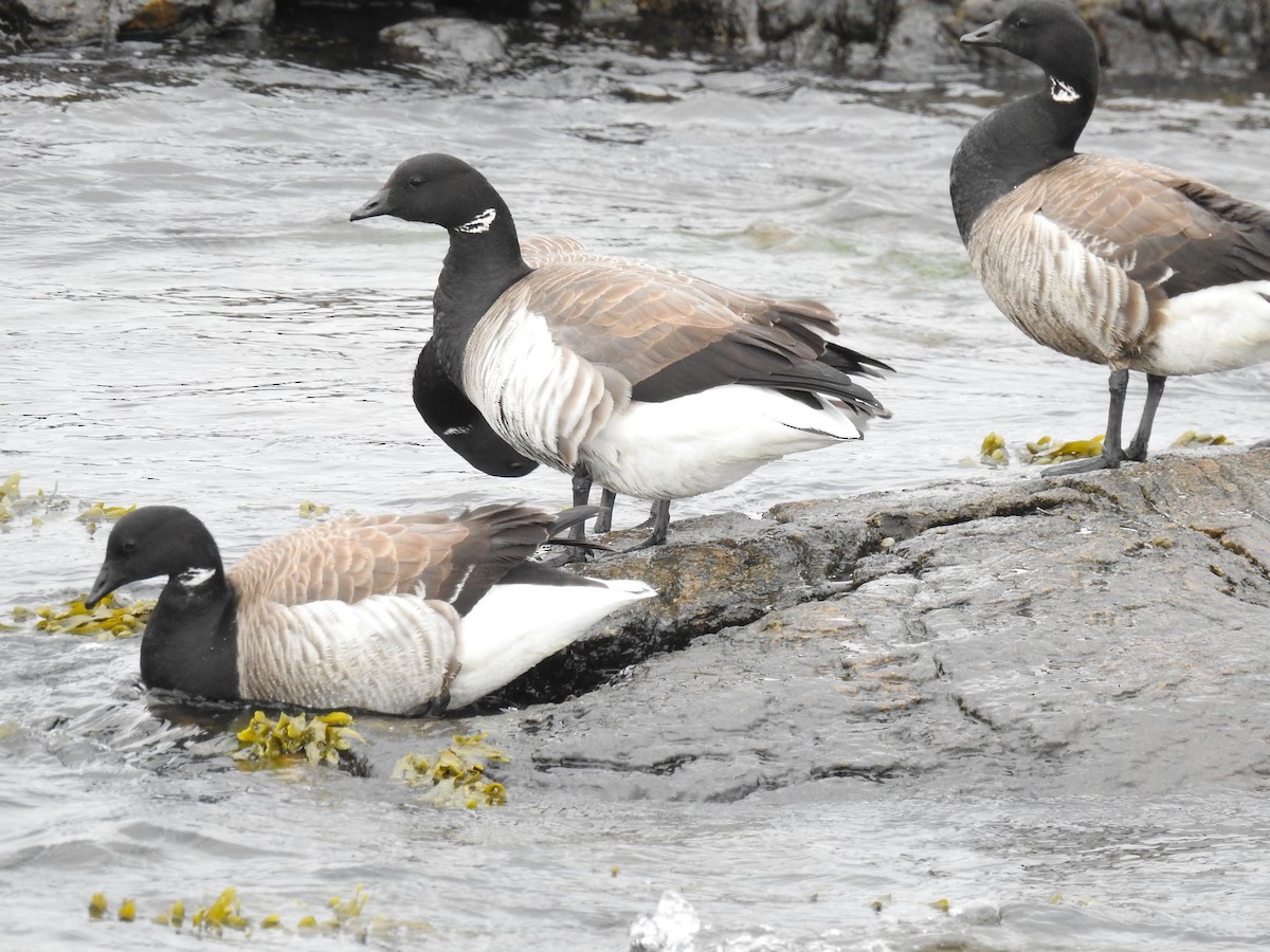 Brant - ML618784688