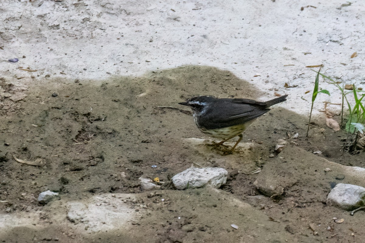 Louisiana Waterthrush - ML618784692