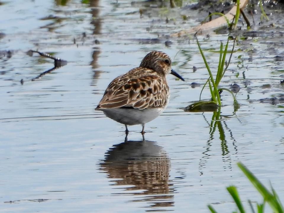 Least Sandpiper - Troy and Dawn Mast