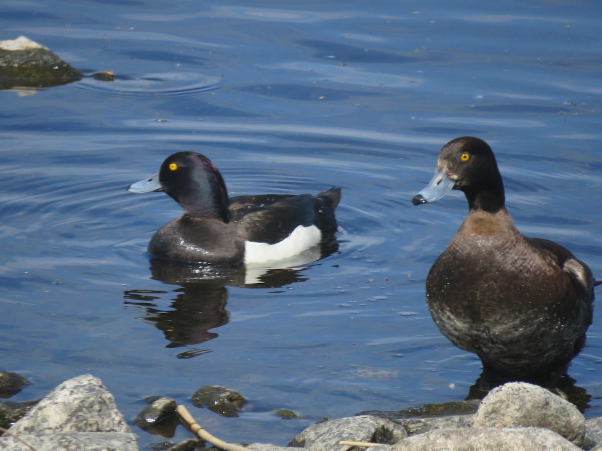 Tufted Duck - Robert Martin