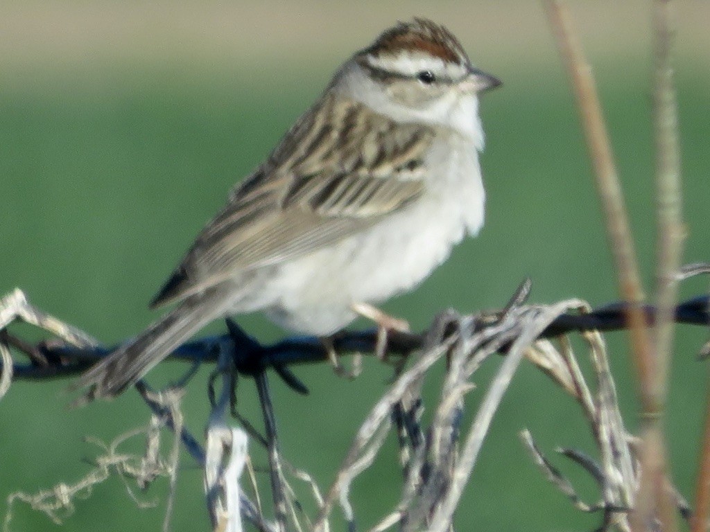 Chipping Sparrow - ML618784697