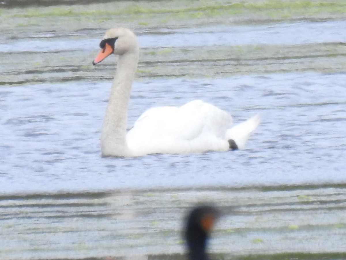 Mute Swan - ML618784708