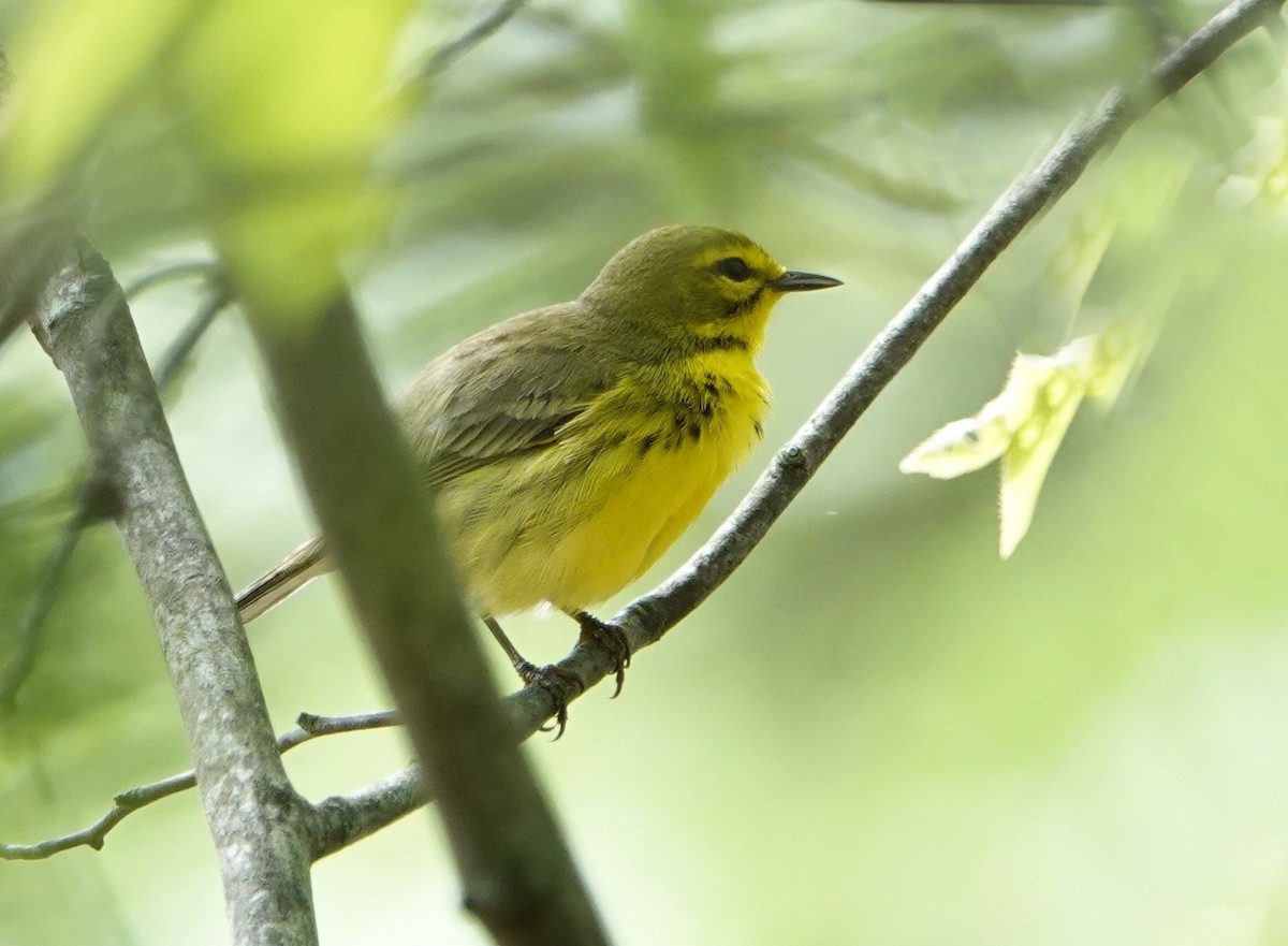 Prairie Warbler - Linda  LaBella