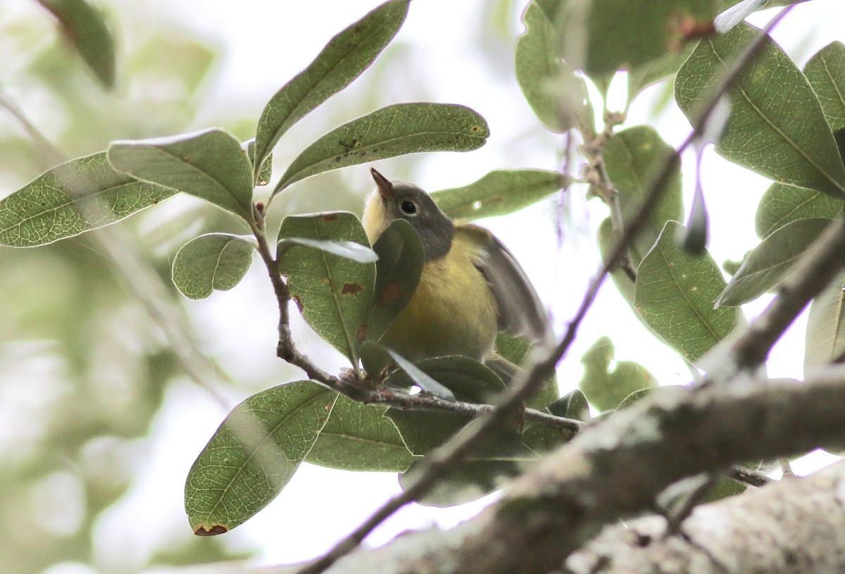 Nashville Warbler - Jamie Adams