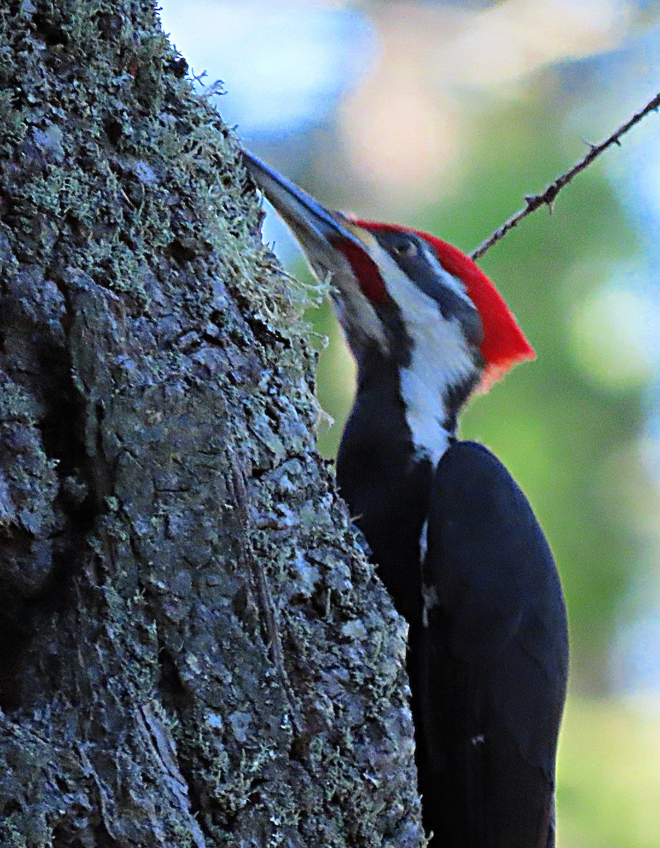 Pileated Woodpecker - Martha Keller