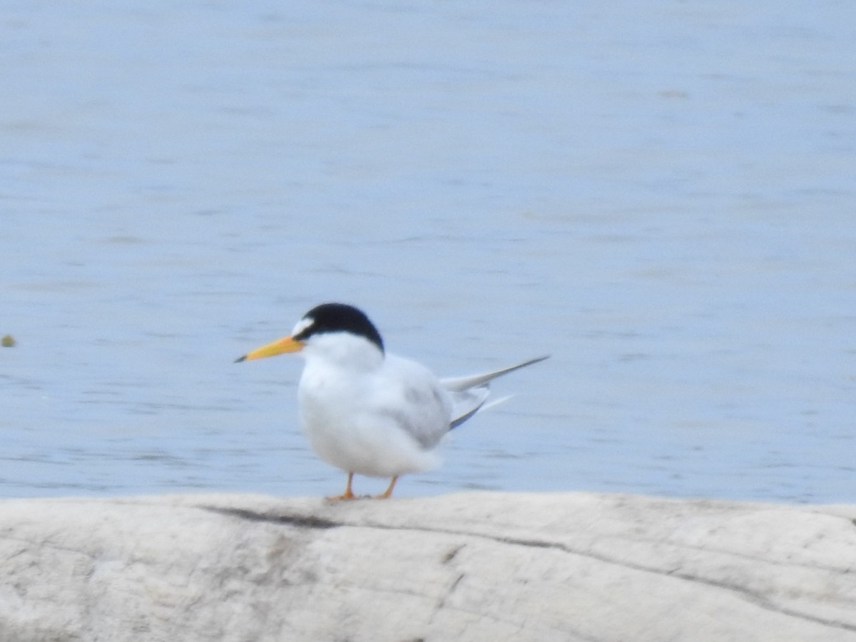 Least Tern - ML618784728